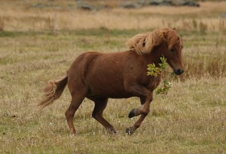 ijslands-paard-6